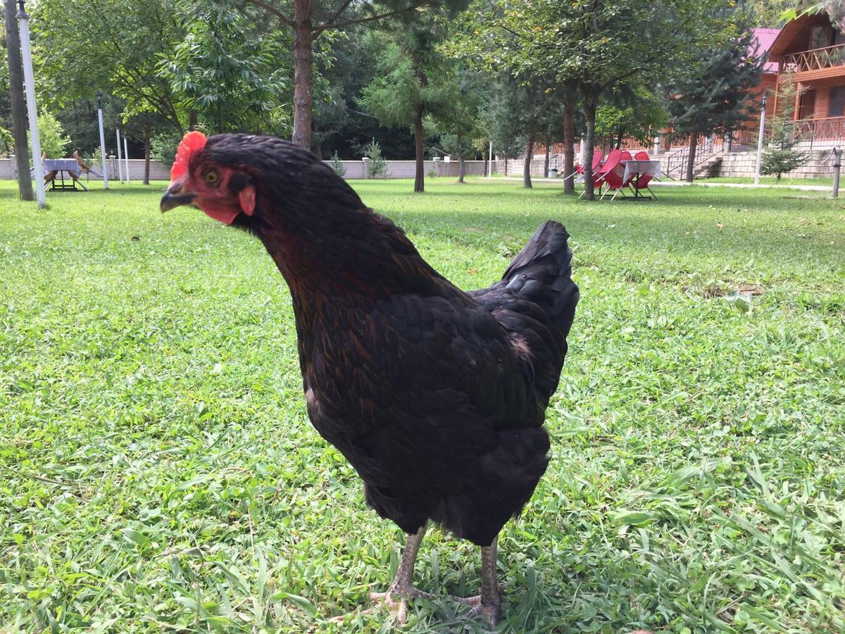 Agara Pansiyon Bostanci Exterior foto